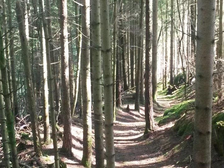 GAMLE FINSNESBAKKANE